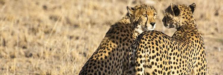 Samburu National Reserve