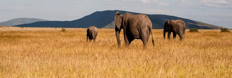 Masai Mara National Reserve