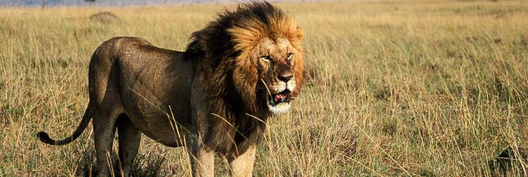 Masai Mara