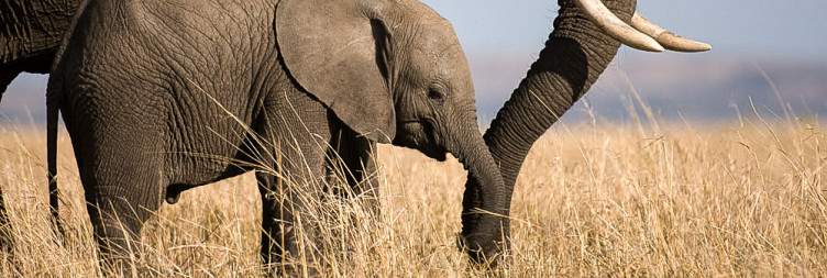 On Safari in the Masai Mara