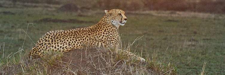 Full-day Masai Mara Safari