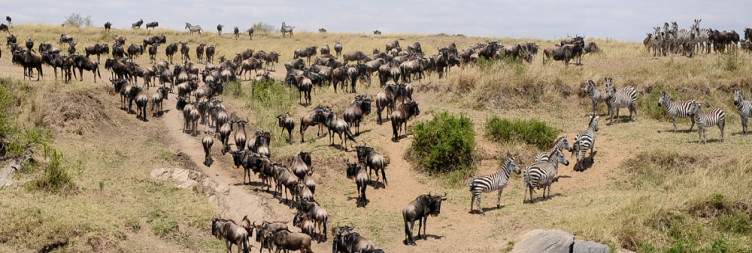 Explore Lake Nakuru & Transfer to Masai Mara