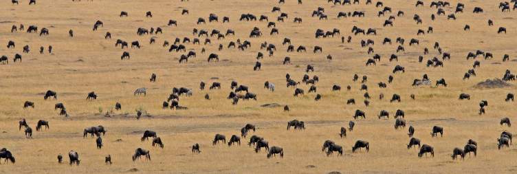 On Safari in the Masai Mara National Reserve
