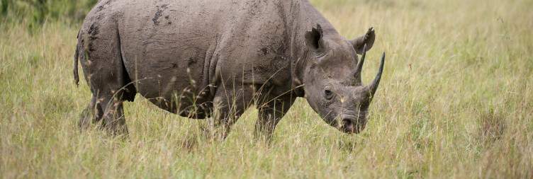 Masai Mara National Reserve Extended Drive