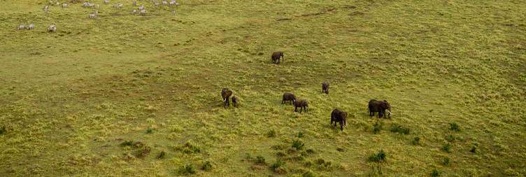 5-Day Thrilling Kenya Safari in Maasai Mara & Ol Pejeta
