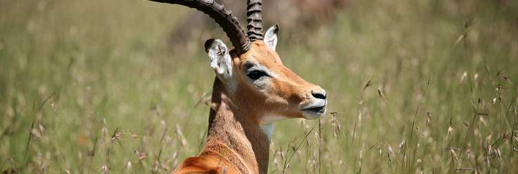 Travel to Masai Mara, Afternoon Game Drive