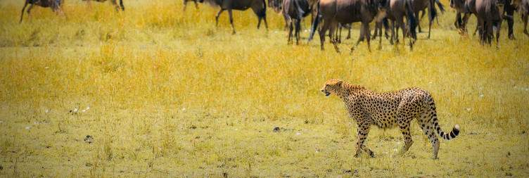 Masai Mara Extensive Game Drive