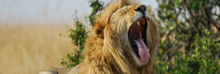 Masai Mara Full Day Game Drive