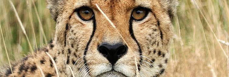 Transfer to the Masai Mara