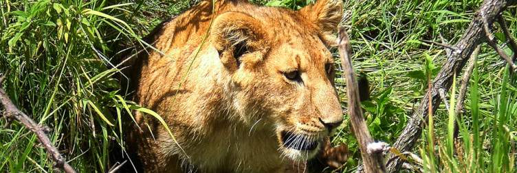 Explore Lake Naivasha & Transfer to Masai Mara National Reserve