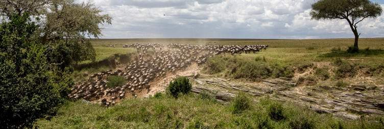 Masai Mara National Reserve