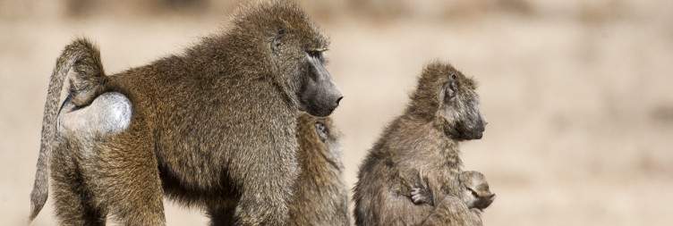 Masai Mara Full Day Game Drives