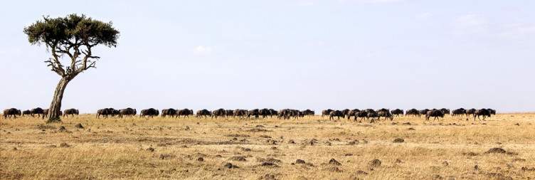 Masai Mara National Reserve
