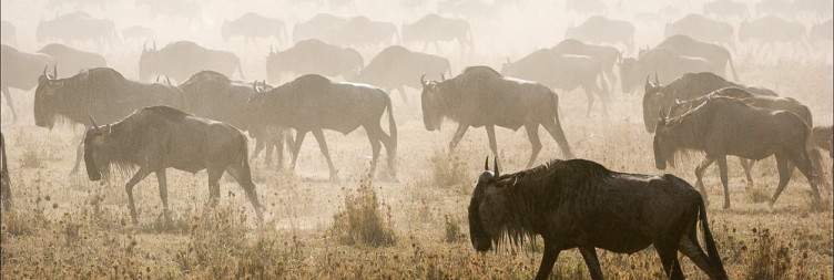 Lake Nakuru National Park – Maasai Mara National Reserve