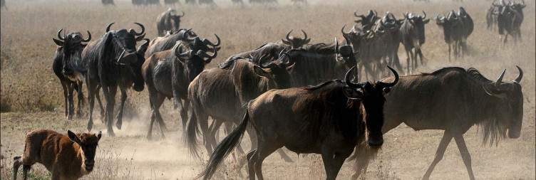 Enjoy the Masai Mara