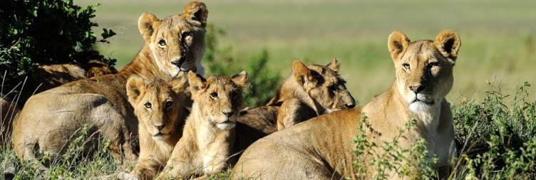 Explore the Masai Mara National Reserve