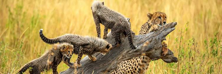 Fly to the Masai Mara National Reserve