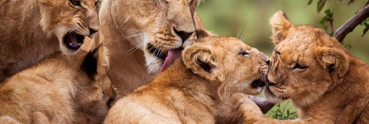 Masai Mara and Romance in the Wild