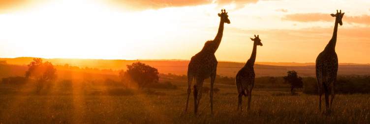 Masai Mara National Reserve