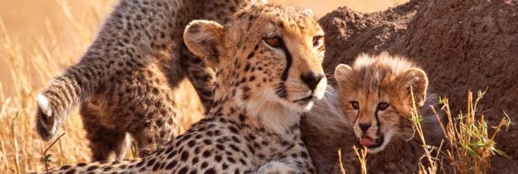 Extensive Game Drive Safari