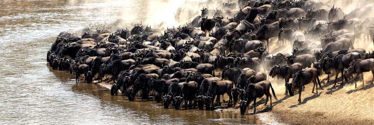 Masai Mara National Reserve
