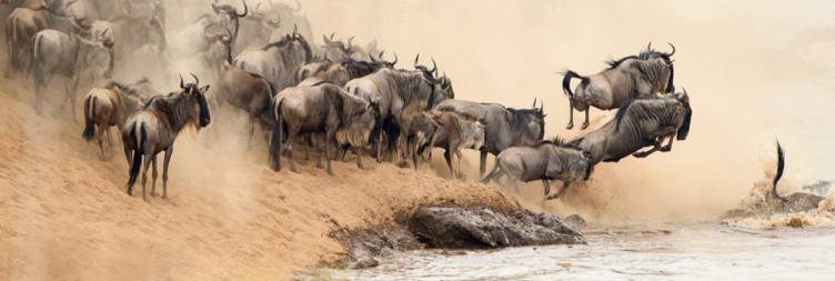 Explore the Masai Mara