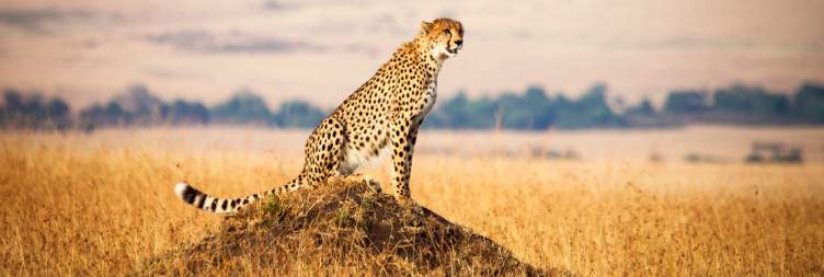 Arrive in Nairobi and Fly to Masai Mara National Reserve