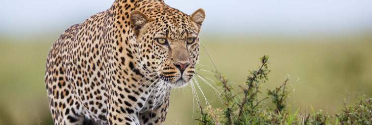 Lake Nakuru National Park - Masai Mara National Reserve