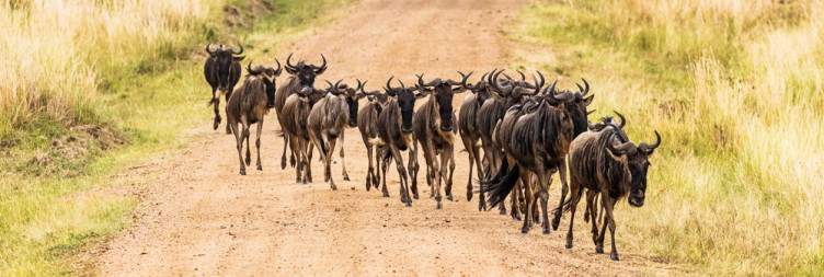 Wildlife Viewing in the Masai Mara National Reserve