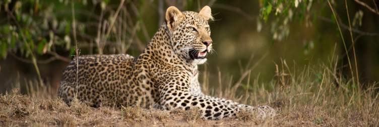Fly to Masai Mara National Reserve
