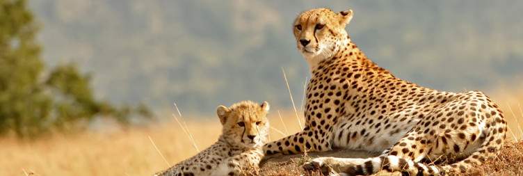 Full-Day Game Drive in Masai Mara National Reserve