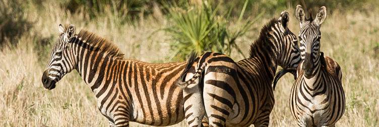 Meru National Park – Into the Wilderness & Walk with Legends