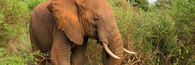 Meru National Park