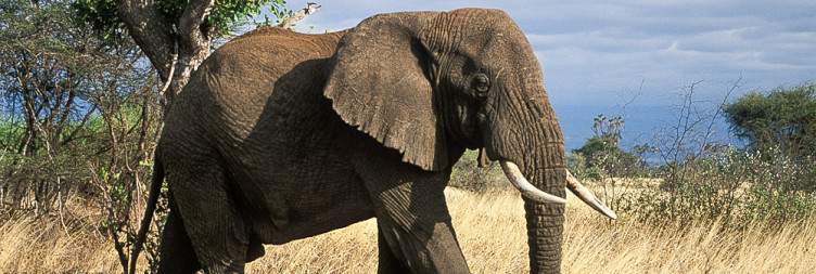 The Grand Tour Begins with a Pick Up in Nairobi, and on to Meru National Park