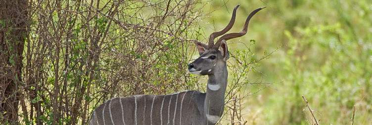 Nairobi - Meru National Park