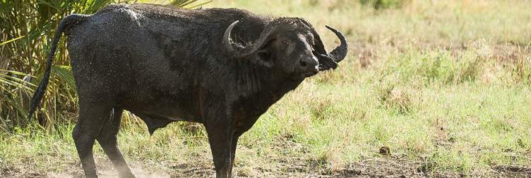 Nairobi To Meru NP
