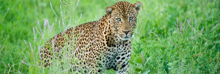 Nairobi to Meru National Park
