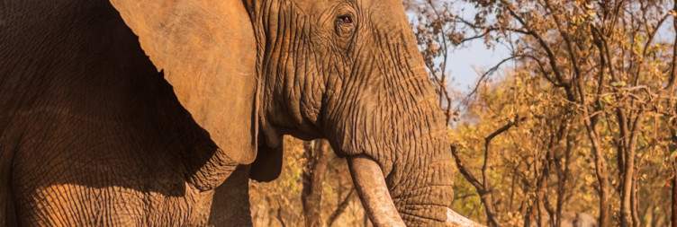 Nairobi to Meru National Park
