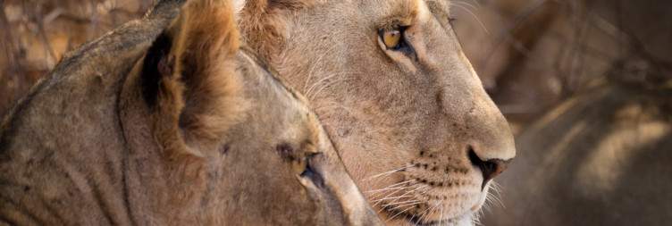 Meru National Park Game Drives