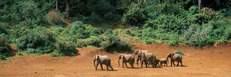 Mount Kenya Wildlife Conservancy – Orphans & Bongos