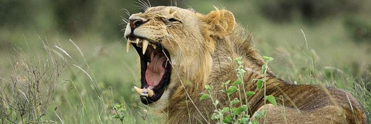 Nairobi National Park