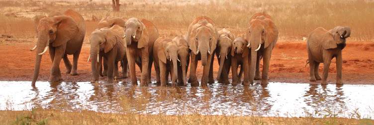 Mombasa to Ngutuni Game Sanctuary