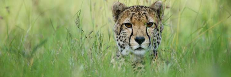 Ol Pejeta Conservancy – Rhinos, Chimps & Game Drives