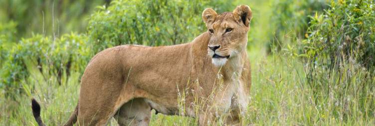 Arrival in Nairobi and Transfer to Ol Pejeta Conservancy