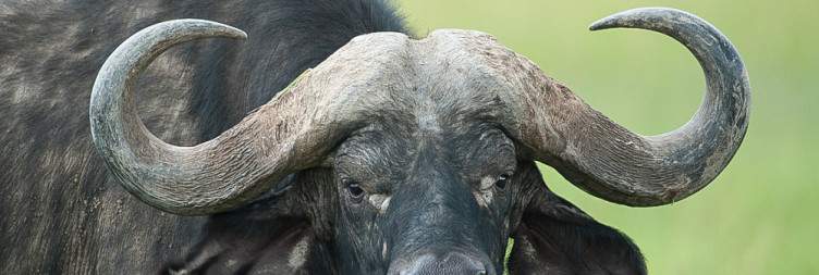 Aberdare National Park to Ol Pejeta Conservancy