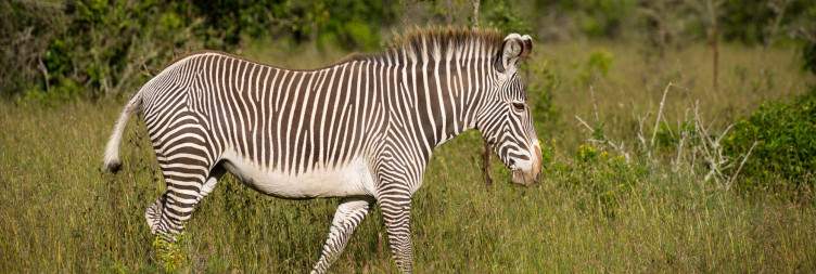 Nairobi/Ol Pejeta Conservancy