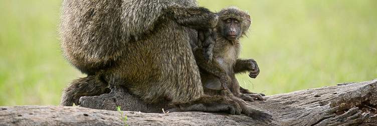 Fly to Ol Pejeta Conservancy