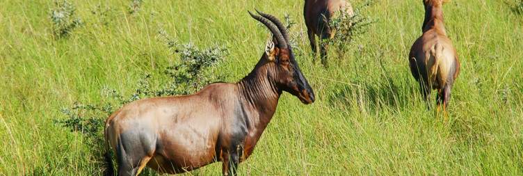 Nairobi To Ruma NP in Homa Bay