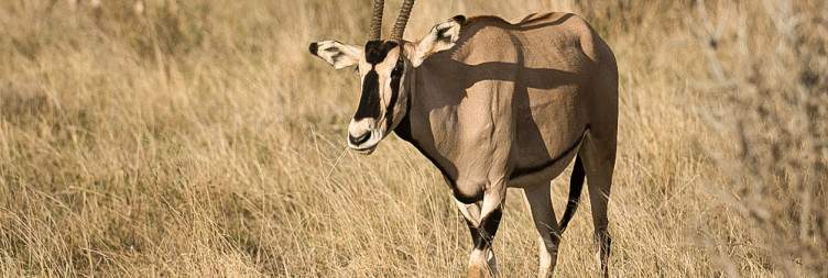 Samburu Game Reserve