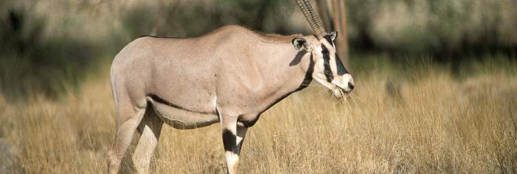 Buffalo National Reserve to Samburu National Reserve